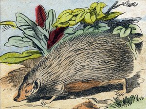 Hedgehog (Engraving in "Buffon Alphabet des Animaux")