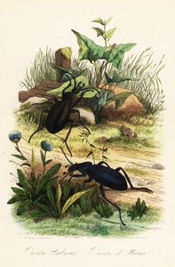 Huge violet ground beetles, Carabus scabrosus by French School