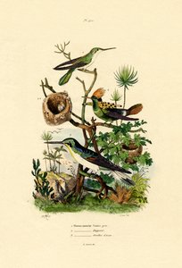 Hummingbirds