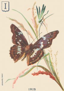 Iris (Apatura iris or Great Mars changing) by French School