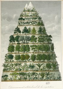 Illustration of the differing types of vegetation at different altitudes by French School