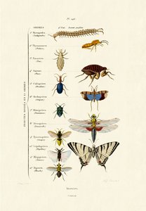 Insects