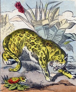 Jaguar (Engraving in "Buffon Alphabet des Animaux") by French School