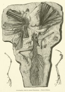 The Archaeopteryx, fossil from lithographic limestone by French School