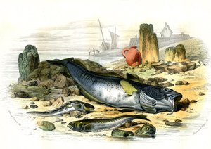 La Blennie Ovipare (Blennius viviparus), en bas la trachine vive et le gad cod - Plate Extracted from Histoire Naturelle by Bernard Germain de Lacepede