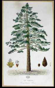 Laricio Pine Tree