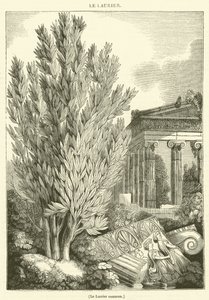 The Common Laurel