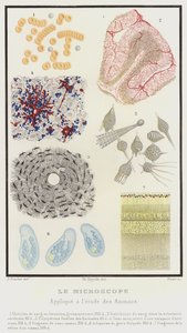 The Microscope, Applied to the Study of Animals by French School