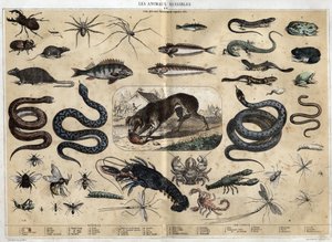Les animaux nuisibles. Engraving of 1860 in 