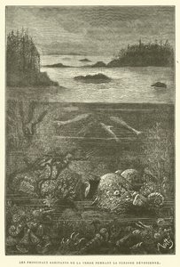 The Principal Inhabitants of the Earth During the Devonian Period by French School