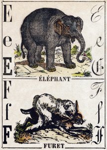 Letter E Elephant; F Ferret. Engraving in 