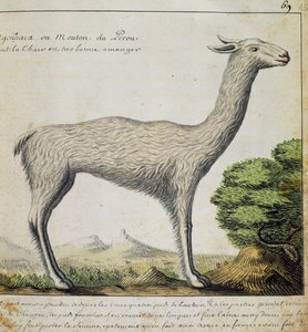 Llama, Peru by French School