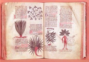 Mandrake, from a treaty by Dioscorides by French School