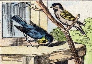 Titmouse (Engraving in "Buffon Alphabet des Oiseaux n 1")