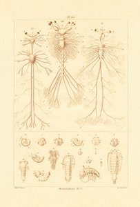 Metamorphosis