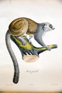 Mongoose Lemur, from Histoire Naturelle des Mammifères, with original figures, by Étienne Geoffroy Saint-Hilaire & Frédéric Cuvier, 1824-42