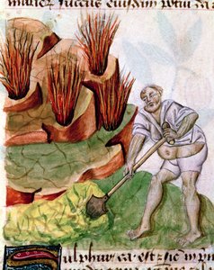 Looking for Sulphur, from Dioscorides De Herbis