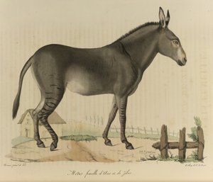 Hybrid (Donkey and Zebra), from Histoire Naturelle des Mammifères by French School