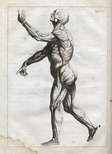 Human Muscles - engraving in 