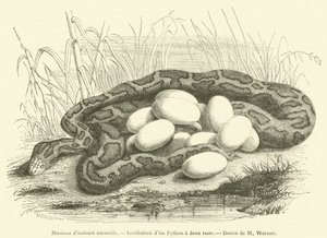Natural History Museum, Incubation of a Python with Two Stripes (engraving) by French School