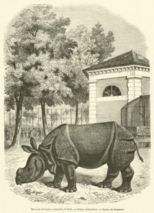 Natural History Museum, in Paris, Young Rhinoceros (engraving) by French School