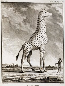 Natural History Plate: The Giraffe - in 