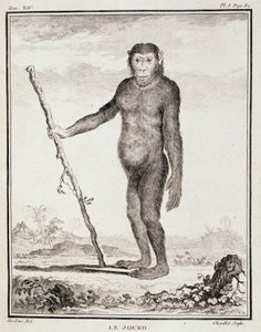 Natural History Plate: The Jocko - in 