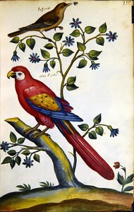 Nightingale and Parrot by French School