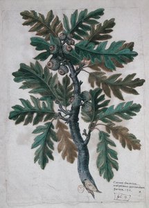 Oak branch by French School