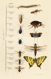Orders of Insects