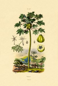 Papaya