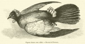 Chinese Pigeon with Whistle (engraving) by French School