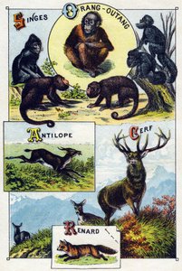 Plate 1: Monkeys, Orangutan, Antelope, Deer, Fox. Engraving in 