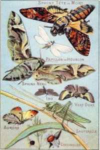 Plate 1: Skull Sphinx, Hop Butterfly, Sphinx Neri, Ino, Gold Green, Aurora, Grasshopper, Ladybirds by French School