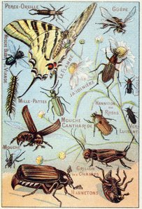Plate 2: Ear-piercing, Gupe, Blue Meat Fly, Flambe, Gardener, Centipedes, Firefly, Rose Channeton, Gloss worm, Fly, Field Cricket, Chablets by French School