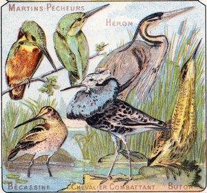 Plate 3: Kingfisher, Heron, Snipe, Fighting Knight, Bittern by French School