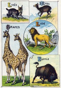 Plate 3: Lynx, Musk, Giraffes, Lion, Buffalo by French School
