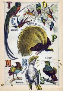 Plate 3: Shining Core, Fly Birds, Hummingbird, Emerald Paradise, Kakatoes, Whistle, Maucode. Engraving in "Syllabary Alphabet of Birds". Serie A. Pellerin et Cie, printers-publishers, Epinal, late 19th century. by French School