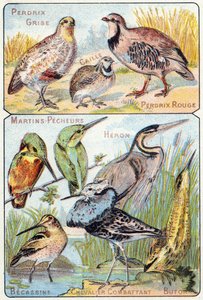 Plate 3: Grey Partridge, Quail, Red Partridge, Kingfishers, Heron, Snipe, Fighting Knight, Bittern