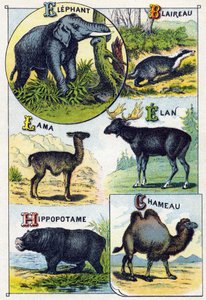 Plate 4: Elephant, Badger, Lama, Elan, Hippopotamus, Camel by French School