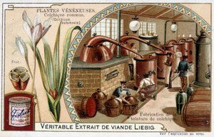 Poison plants: common colchial and manufacture of colchial tincture - chromo. Liébig, late 19th century
