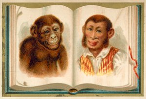 Portraits of an ape and a man by French School