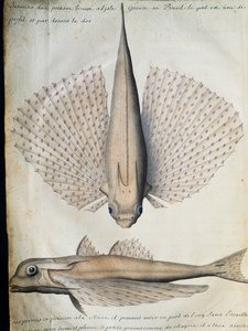 Profile and back of winged fish, Big Island, Brazil by French School