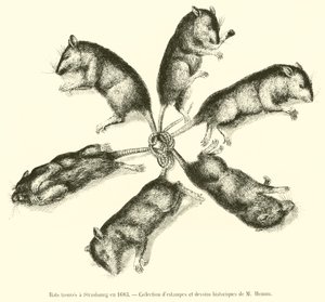 Rats Found in Strasbourg in 1683 by French School