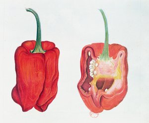 Red Pepper, botanical plate by French School