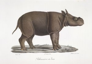 Javan rhinoceros, from Histoire Naturelle des Mammifères