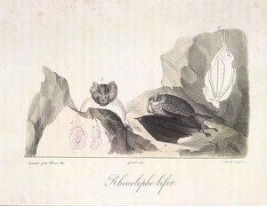 Vampire bats, from Histoire Naturelle des Mammifères