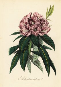 Rhododendron, Rhododendron Javanicum