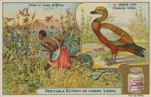 Ruddy Shelduck; Duck Hunting in Africa by French School