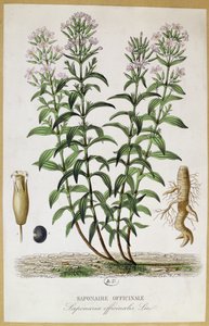 Saponaria officinalis (colour engraving) by French School